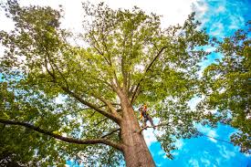 Best Tree Maintenance Programs  in Belleair, FL