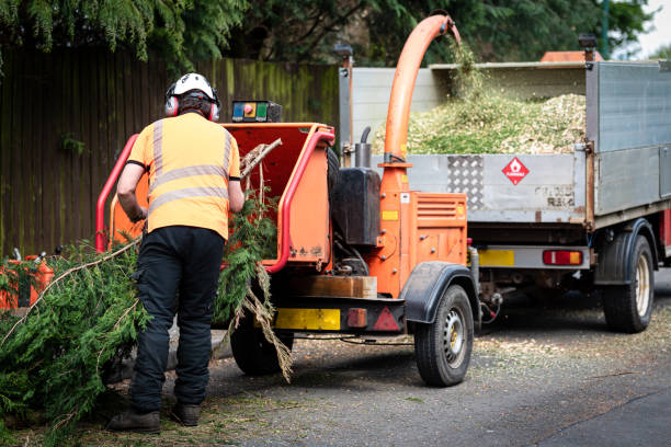 Best Tree Health Inspection  in Belleair, FL