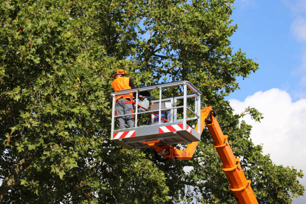 How Our Tree Care Process Works  in  Belleair, FL