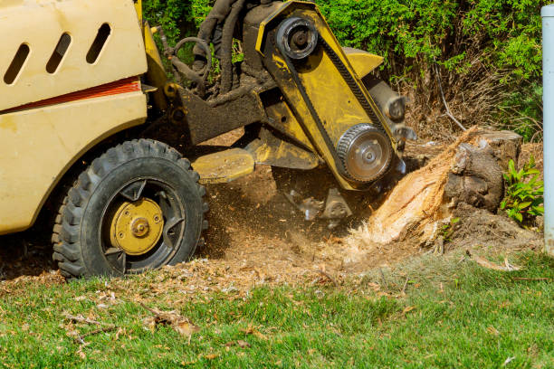 Best Tree Risk Assessment  in Belleair, FL