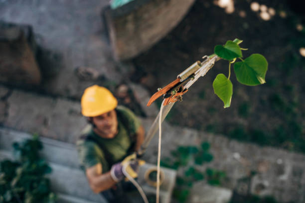 Best Palm Tree Trimming  in Belleair, FL