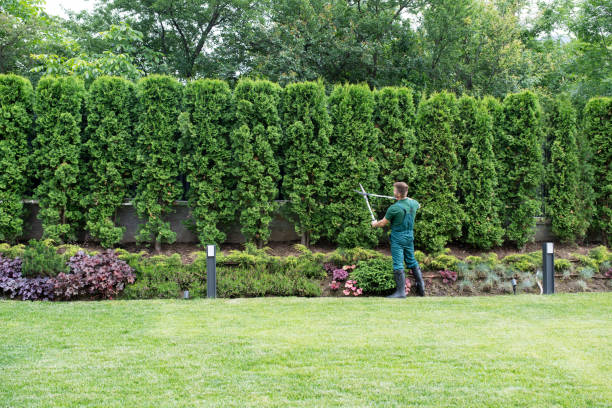 Best Tree and Shrub Care  in Belleair, FL