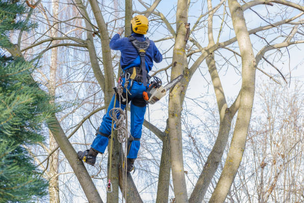 Best Commercial Tree Services  in Belleair, FL