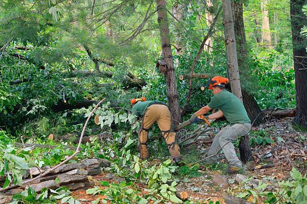 Best Lawn Renovation and Restoration  in Belleair, FL