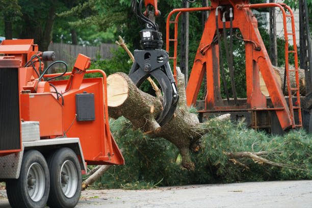 Best Arborist Consultation Services  in Belleair, FL