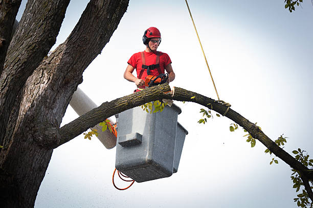 Best Stump Grinding and Removal  in Belleair, FL