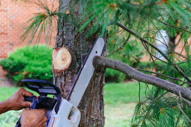 Best Tree Removal  in Belleair, FL